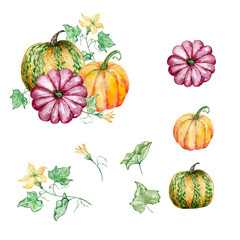 Watercolor pumpkins and foliage illustration set