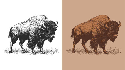 north american bison in classic engraving style vector illustration © Treatzone