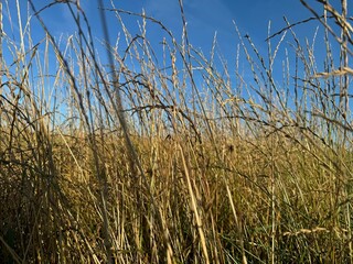 Fototapeta premium reed in the wind