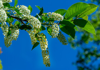 Branches of blooming bird cherry, species of Prunus virginiana with characteristic racemose inflorescences of small white flowers in sunny day