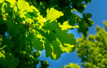 Spring oak leaves on a dark background. Tree branches with fresh green leaves. Spring background.