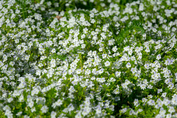 A herbaceous plant with beautiful creeping speedwell flowers in a meadow. Flowering of Veronica filiformis in a lawn among the grass in the park.