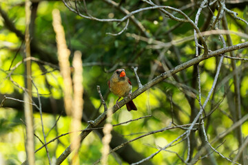 The northern cardinal (Cardinalis cardinalis).  Male in spring during  bird courtship sitting on a branch tree