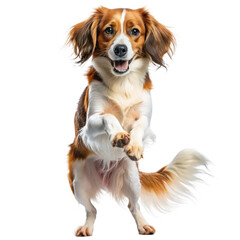 kooikerhondje dog jumping standing up happy on isolated background, generative ai