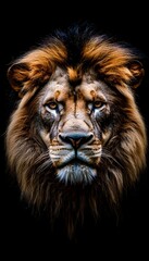 Fototapeta premium Lion Portrait