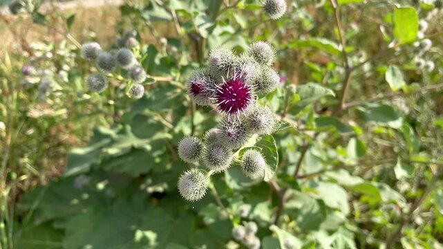 flowering burdock (Arctium lappa L.) grows on the lawn