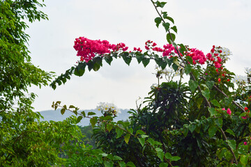 Abstract green leaf texture, tropical leaf foliage nature dark green background