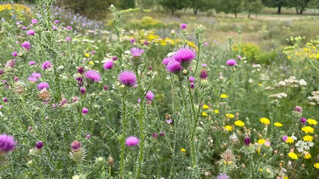 purple flowers of welted thistle (Carduus acanthoides) grow on the lawn