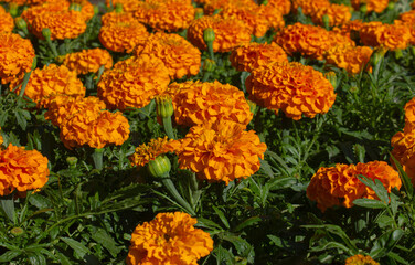 Cempasuchil flower field. Mexican Orange Cempasuchil Flower traditional used in the altars of Mexico on the Day of the Death.