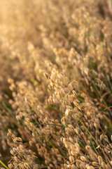 Oat field lit by the sun