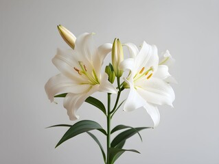 Naklejka premium White lilies in bloom with unopened buds against a plain background