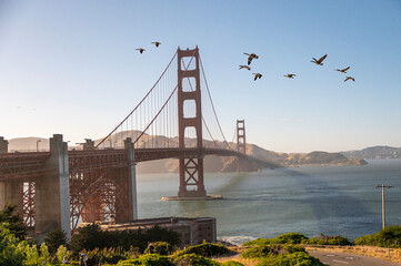 Sunset time view of Golden gate bridge in San Francisco with birds flying by