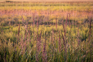 Flowering grasses on a multi-colored summer meadow