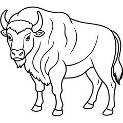 Fototapeta premium Detailed Line Art of a Bison