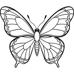 Fototapeta premium Detailed Line Art Illustration of a Butterfly