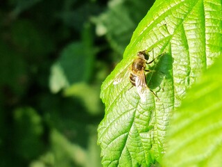 Eristalis nemorum, fly on leaf