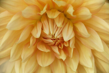 A close up of an orange dahlia