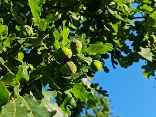 Acorns on a oaktree