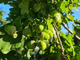 Acorns on a oaktree
