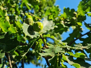 oak branch with acorns