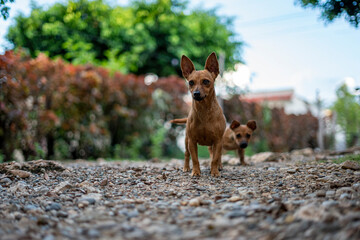 Perros chihuahuas de orejas grandes exploran un sendero de grava en un entorno natural. El fondo...
