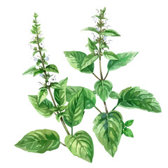 Watercolor of holy basil, isolated on a white background, and holy basil vector