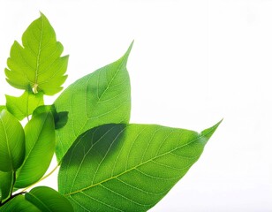 Dynamic Composition of Various Green Leaves Against White Background During Daylight