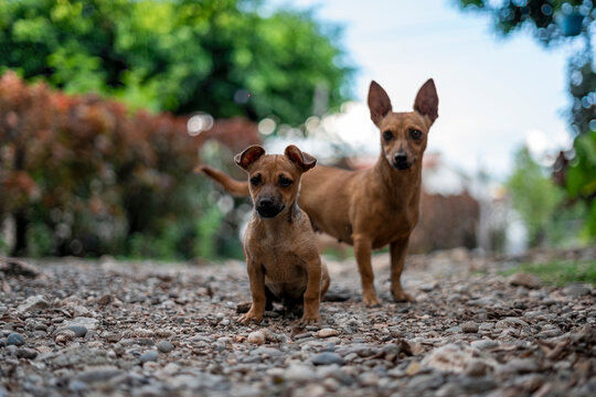 Perros chihuahuas de orejas grandes exploran un sendero de grava en un entorno natural. El fondo borroso y la baja perspectiva destacan la curiosidad y la tranquilidad del momento.