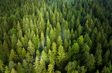 vertical aerial view of spruce forest in the Bregenz Forest, Vorarlberg Austria