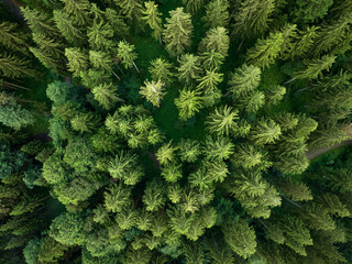 vertical aerial view of spruce forest in the Bregenz Forest, Vorarlberg Austria