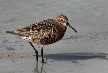 Portrait of a Curlew Sandpiper at Busaiteen coast, Bahrain