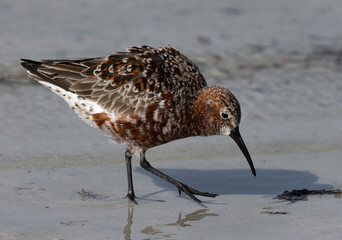 Curlew Sandpiper in feeding at Busaiteen coast of Bahrain