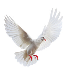 White Dove flying isolated on white background