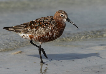 Closeup of Curlew Sandpiper at Busaiteen coast of Bahrain