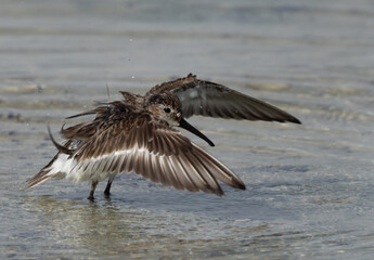 Curlew Sandpiper bathing at Busaiteen coast of Bahrain