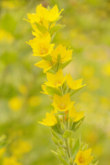 large yellow loosestrife