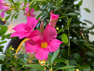 Mandevilla Sanderi pink blossom climbing plant ornamental vine.