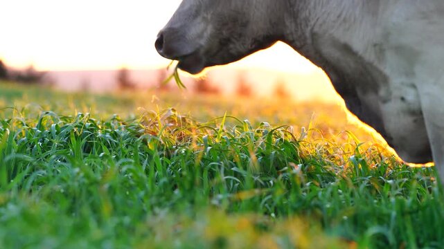 regenerative agriculture on a farm in australia, growing soil microbes	
