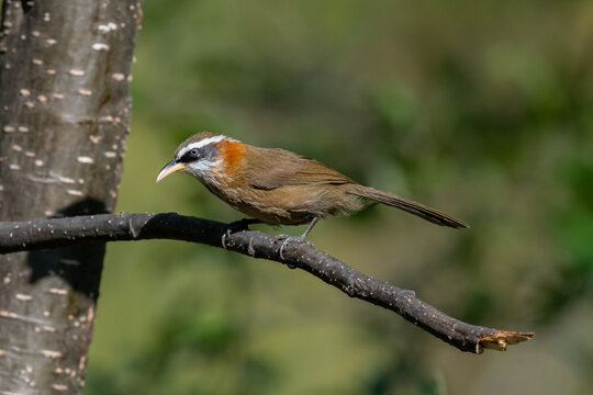 Streak-brested Scimitar Babler sitting in Natural habitat. 