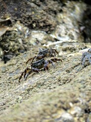 Small sea crab taking advantage of low tide on the Atlantic coast to forage for food