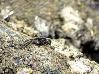 Small sea crab taking advantage of low tide on the Atlantic coast to forage for food