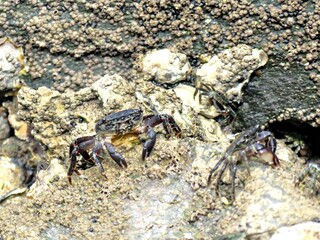 Small sea crab taking advantage of low tide on the Atlantic coast to forage for food