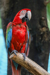 Close up head the red macaw parrot bird in garden © pumppump