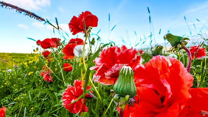 Obraz premium Red poppy flowers. Beautiful large vivid red four petals on thin green hairy stems. Red field flowers in the late spring day. Green capsules, grass and purple flowers blurred in the background.