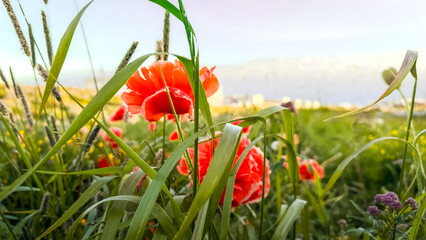 Red poppy flowers. Beautiful large vivid red four petals on thin green hairy stems. Red field flowers in the late spring day. Green capsules, grass and purple flowers blurred in the background.