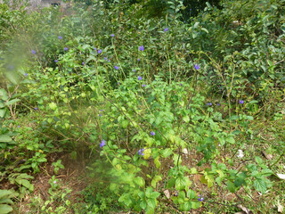 Green natural background with different types of leaves and grass