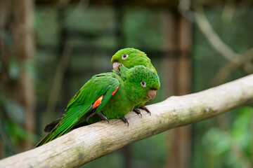 pair of the green parrots sitting on the branch