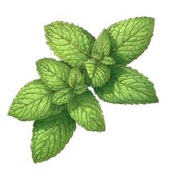 Fresh mint leaves showcasing vibrant green color and distinct texture, perfect for culinary and herbal themes. transparent background