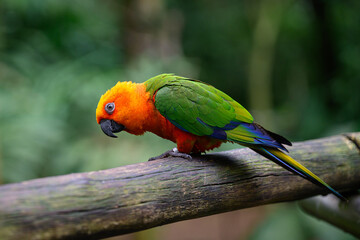 Orange head parrot humour why so serious