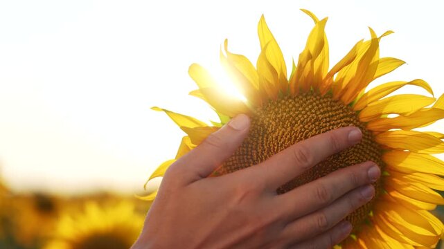 Agriculture. Close up of a hand with sunflowers. Agriculture business farming concept. Farmer arranging flowers sunflowers with his hand and. sunflowers. Farmer's hand touching.